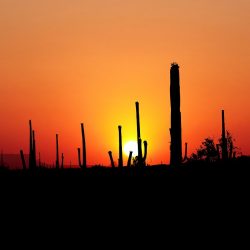 sonora desert trek