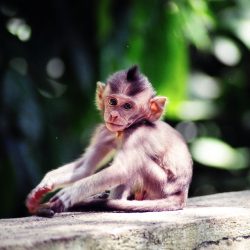 3697 - Sumatra à la découverte des Peuples de la Terre - 1