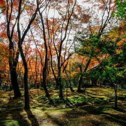 Japon