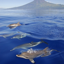 ACORES  baleines et dauphins sauvages