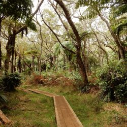 3666 - Reunion island : Hiking in the cirques, forests and peaks - 1