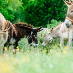 Una tropa de burros