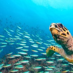 Hawksbill Sea Turtle flowing in Indian ocean, flock of fish on background
