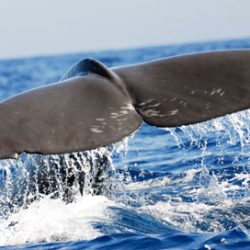 ACORES balene e delfini selvatici