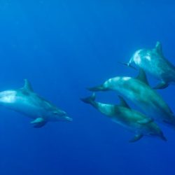 Nadar con delfines