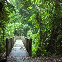 Bosque de Costa Rica