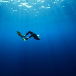 Nager avec les dauphins