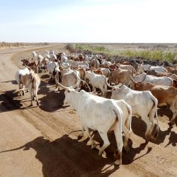 3515 - A la découverte du Sénégal autour des projets d’ICD Afrique - 1