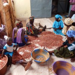 3515 - Discovering Senegal through ICD Afrique projects - 1