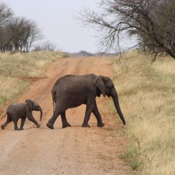 TANZANIE KILIDOVE