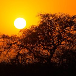 AFRIQUE DU SUD ECOLE SAUVAGE :  LE BUSH