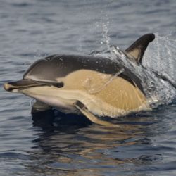 Schwimmen mit Delfinen