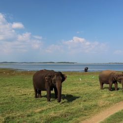 Grand tour du Sri Lanka