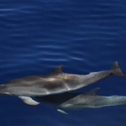 Swimming with dolphins