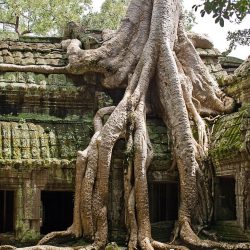 Vietnam Kambodscha Geschütztes Asien