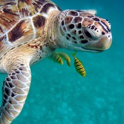 LE MALDIVE DIVERSAMENTE DALL'ISOLA DI HURAA