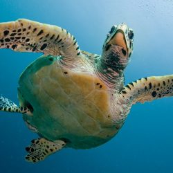 LE MALDIVE DIVERSAMENTE DALL'ISOLA DI HURAA