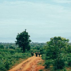 Gran tour dello Sri Lanka