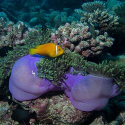 LE MALDIVE DIVERSAMENTE DALL'ISOLA DI HURAA