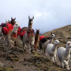 3517 - Meeting Andean communities - 1