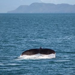 Whale watching in the Laurentians