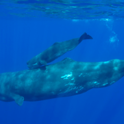 ACORES ballenas y delfines salvajes