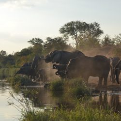 SCUOLA SELVAGGIA DEL SUDAFRICA : IL BUSO