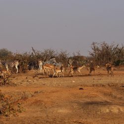 AFRIQUE DU SUD ECOLE SAUVAGE : IMMERSION DANS LE BUSH zebra-4353127_1920