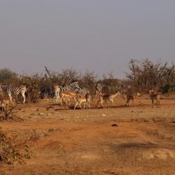 AFRIQUE DU SUD ECOLE SAUVAGE  LE BUSH