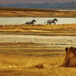 3670 - Safari alla scoperta della Tanzania - 1